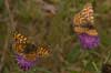 Knoopkruidparelmoervlinder 6 - Melitaea phoebe 
